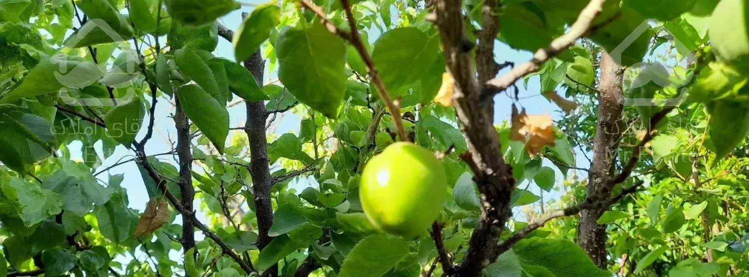باغ روستای برکان