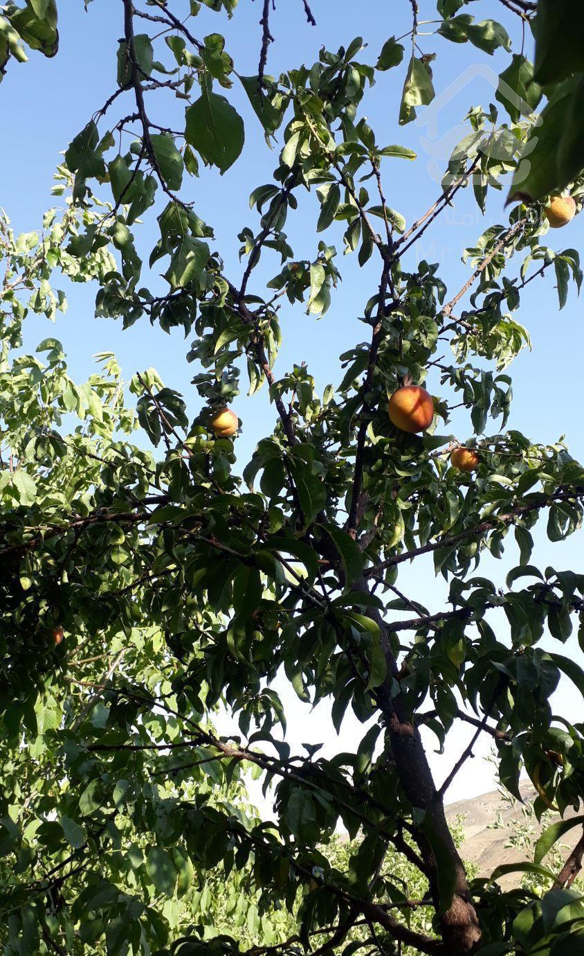 ۱۰۶۰متر باغ لواسان بزرگ روستای ایرا