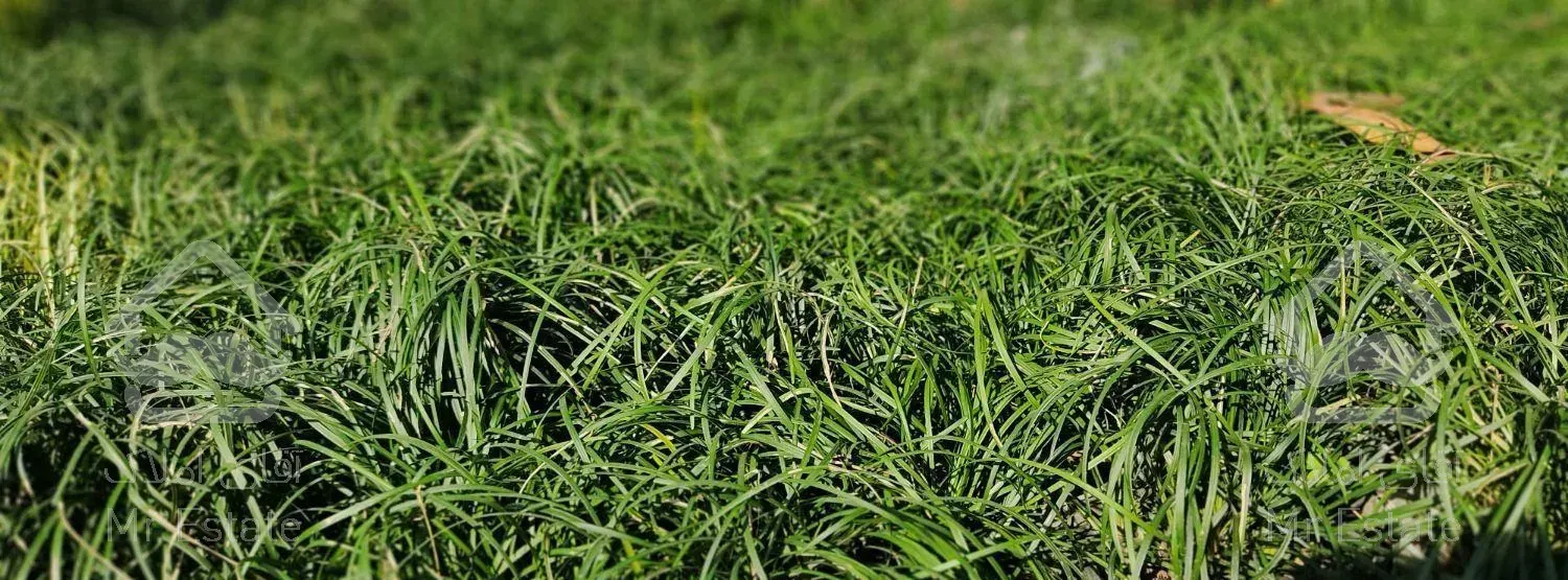 گل و گیاه طبیعی ، چمن ، شمشاد طلایی