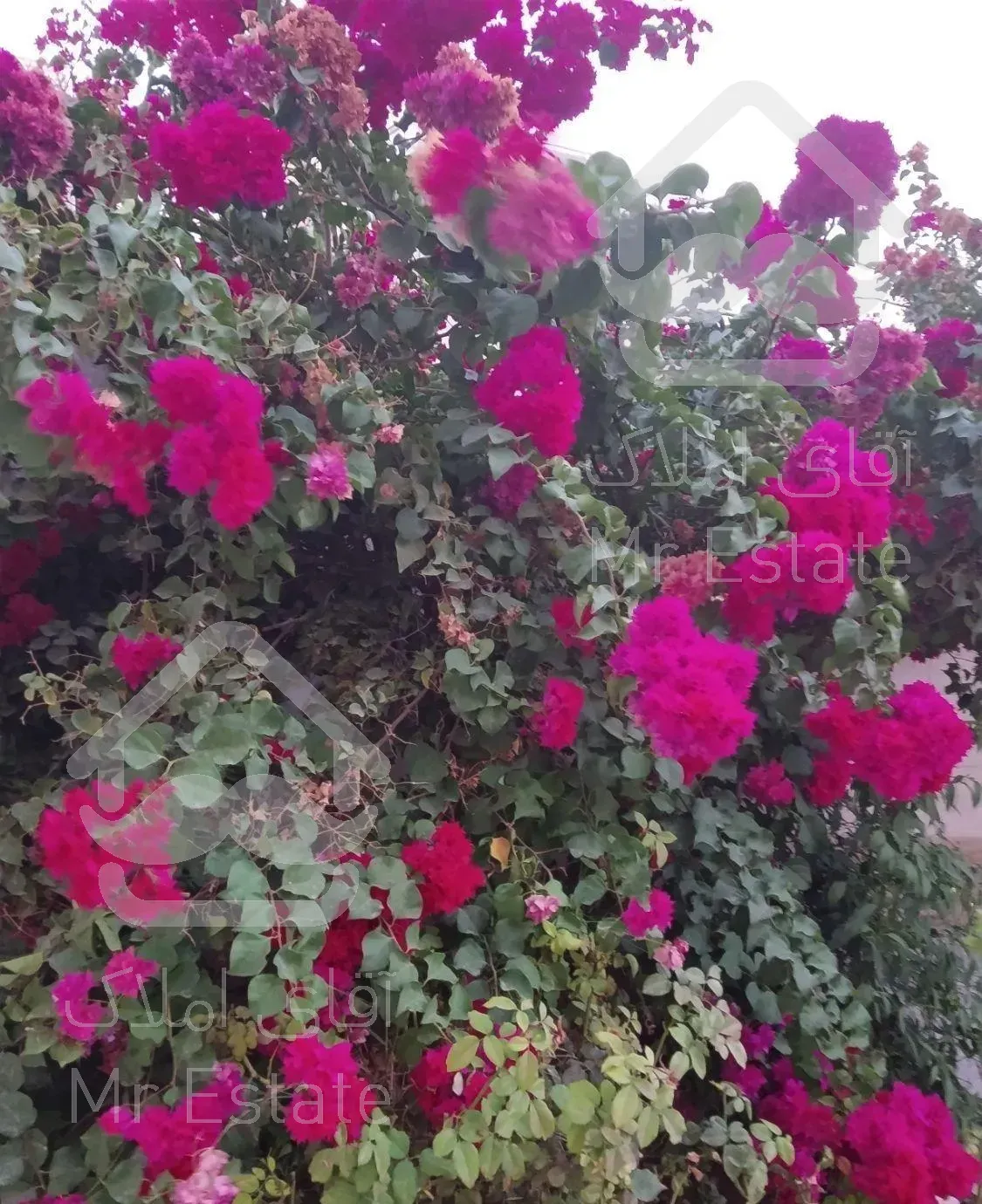 نظافت ساختمان وغیره