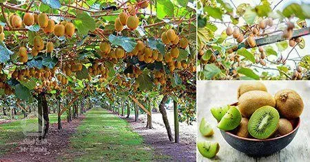 فروش ویلا باغ کیوی لوکس