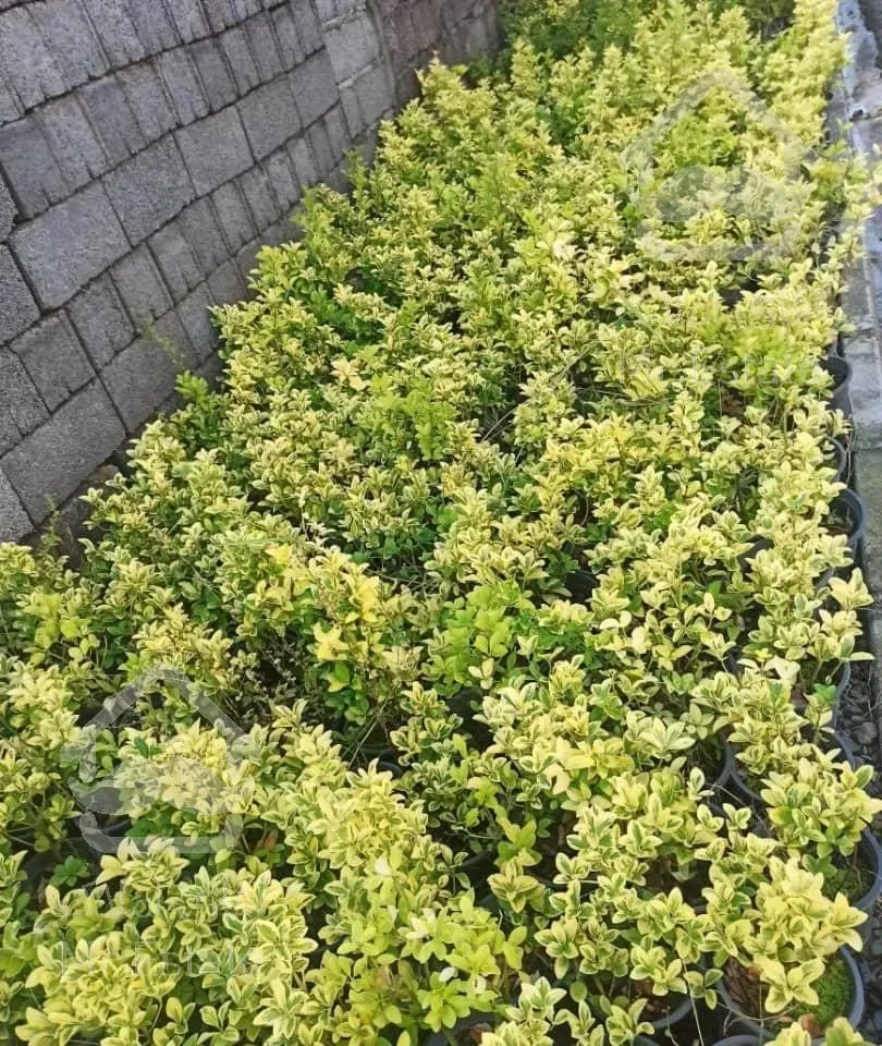 فروش عمده گل وگیاه