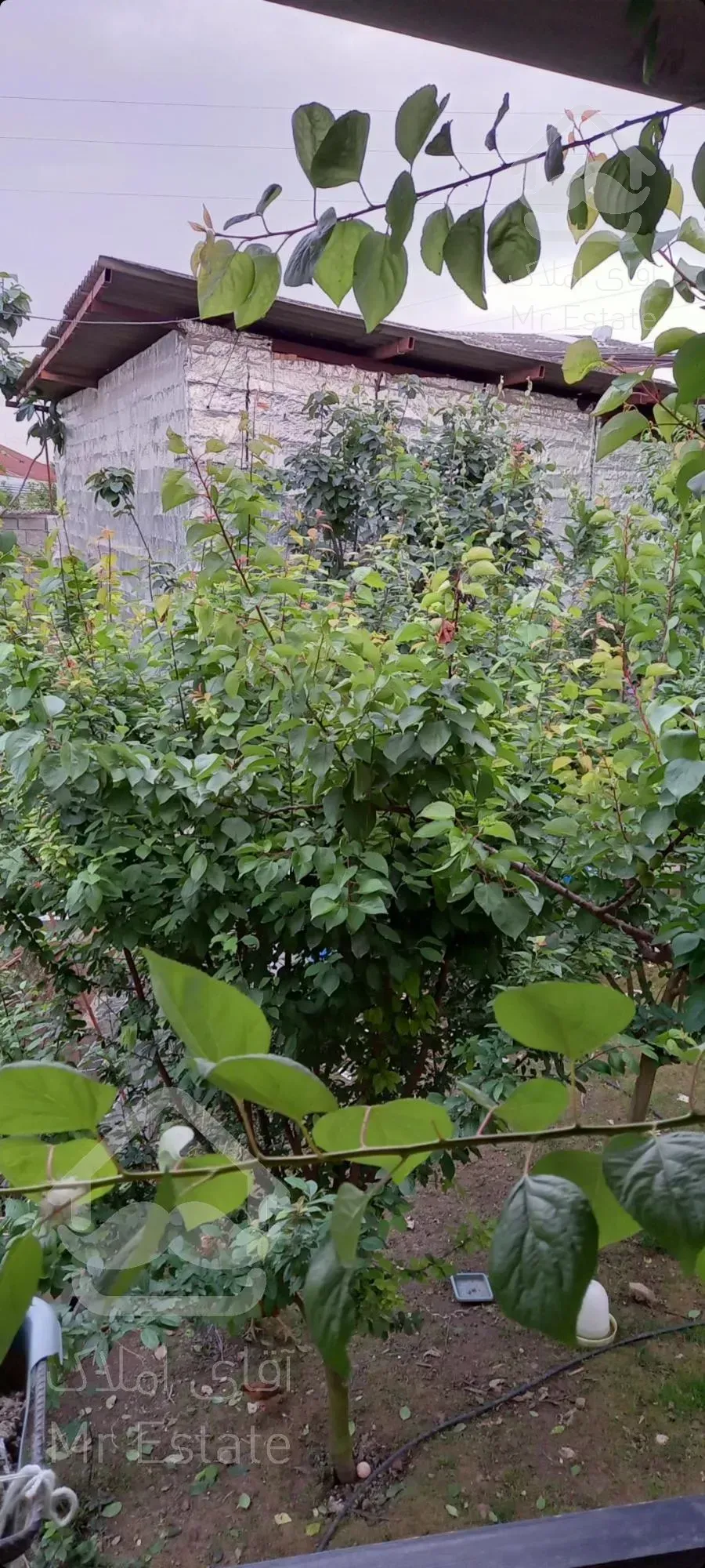 فروش ویلاباغ در شمال(مازندران)