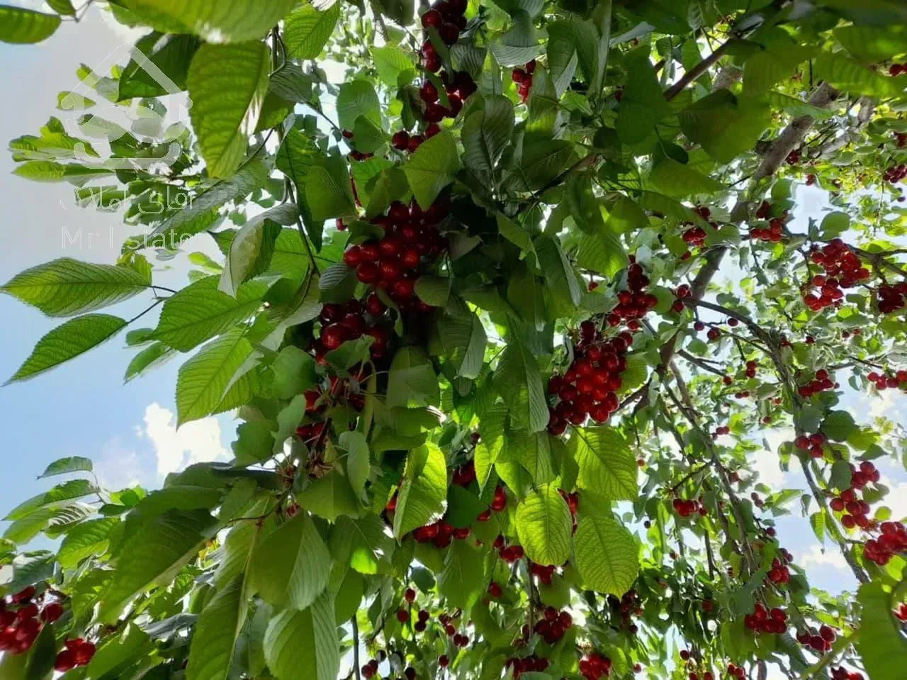 باغ ویلا 869 متری دماوند