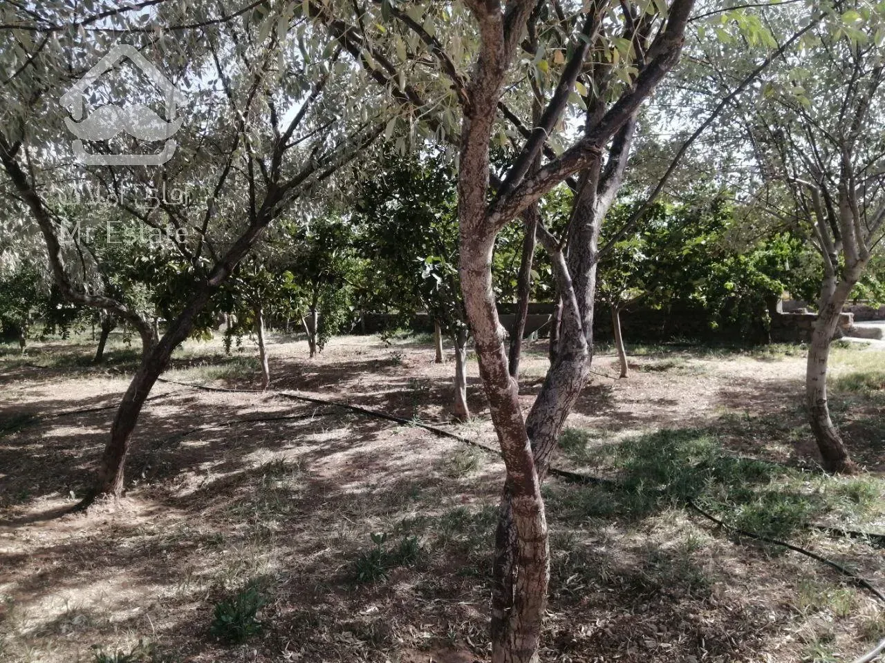 باغ ویلای 1500 متری سر سبز واقع در امند