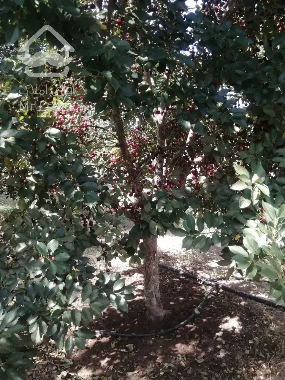 باغ ویلای 1500 متری سر سبز واقع در امند