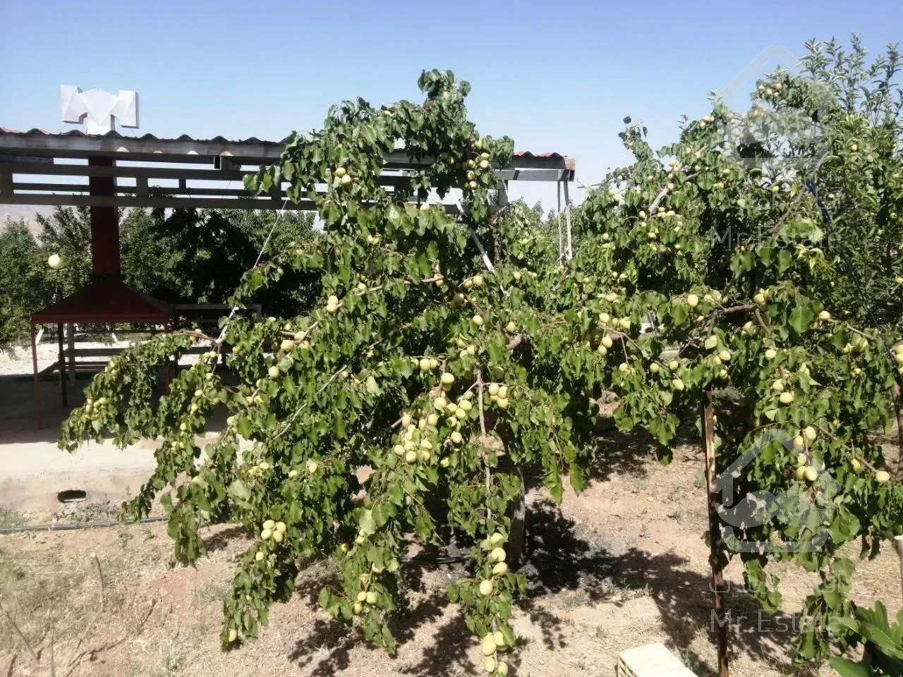 باغ ویلای 1500 متری سر سبز واقع در امند