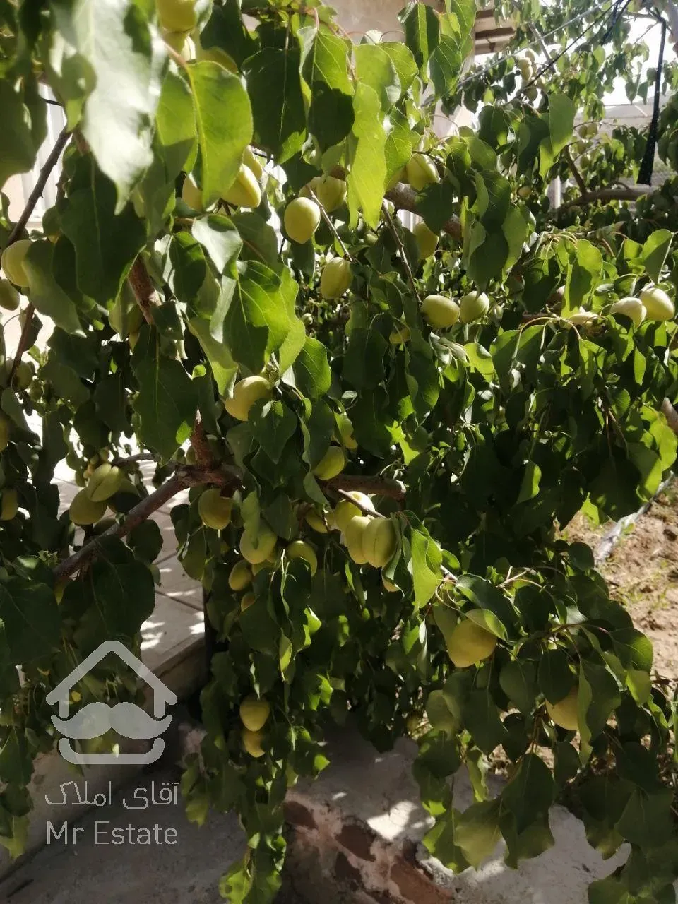 باغ ویلای 1500 متری سر سبز واقع در امند