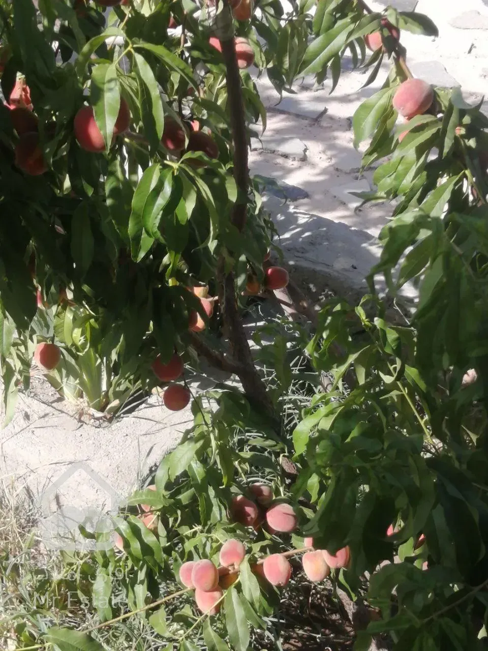 باغ ویلای 1500 متری سر سبز واقع در امند