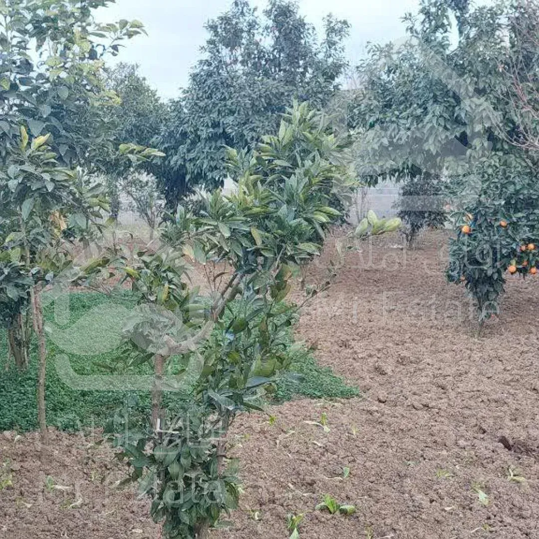 زمینی وسیع برای ساخت و ساز و سرمایه گذاری در قائمشهر