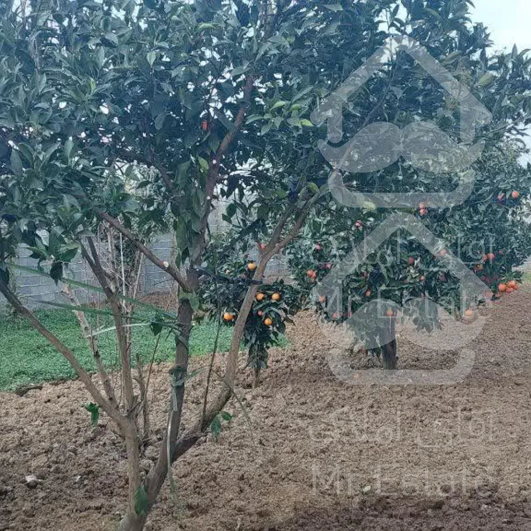 زمینی وسیع برای ساخت و ساز و سرمایه گذاری در قائمشهر