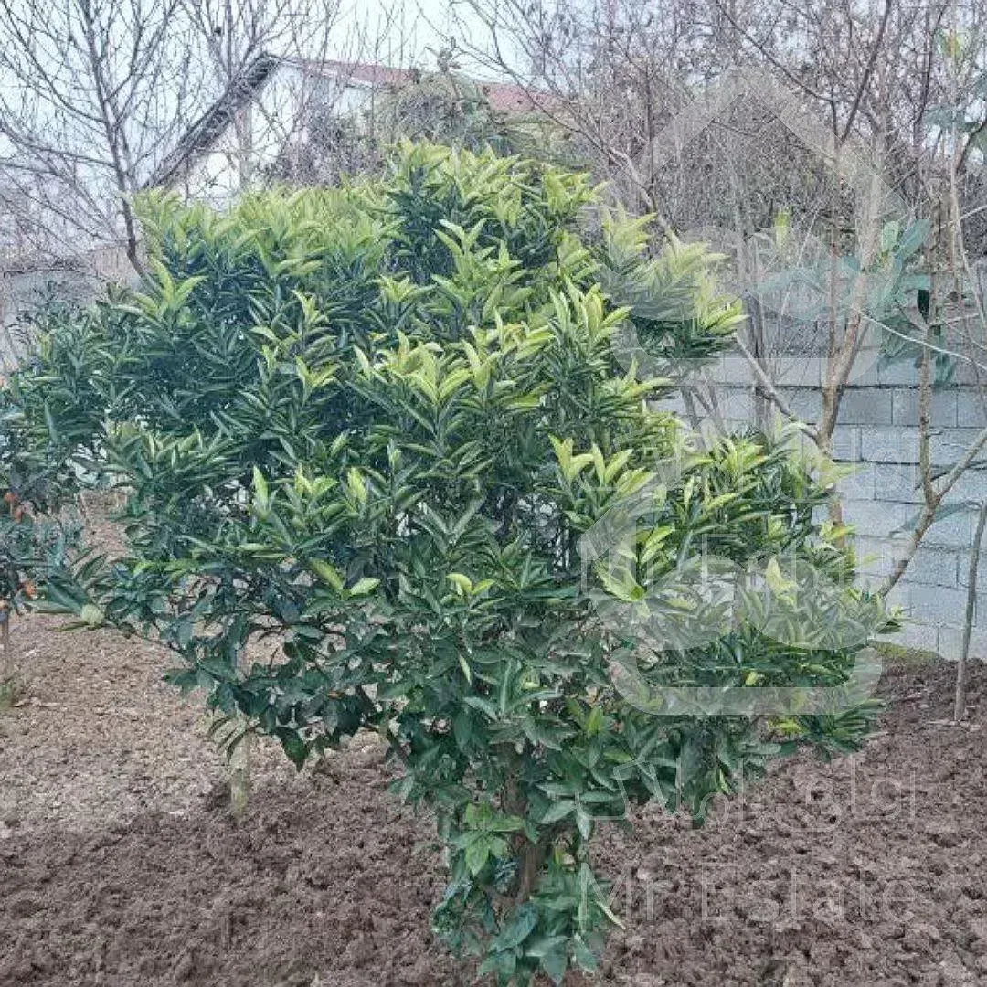 زمینی وسیع برای ساخت و ساز و سرمایه گذاری در قائمشهر