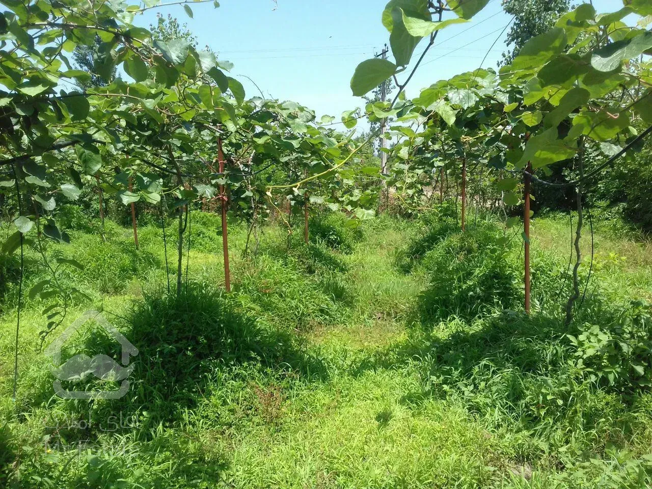 ۴ هکتار باغ کیوی زیر قیمت