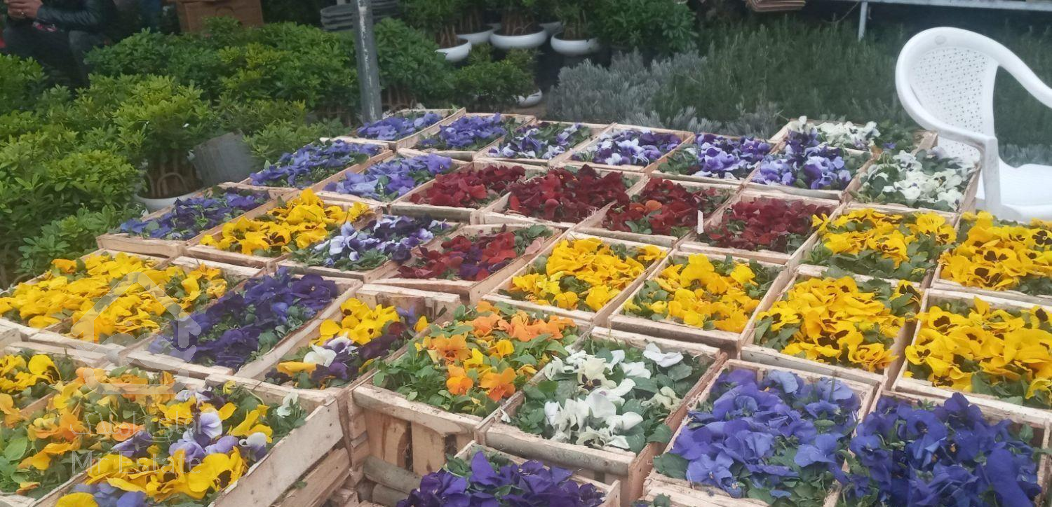 خدمات باغبانی وسمپاشی هرسکاری تعویض خاک گلدان