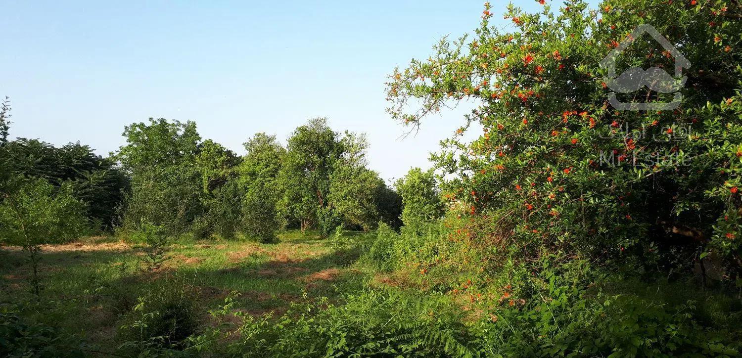 اجاره  کلبه تمام چوبی خالکایی