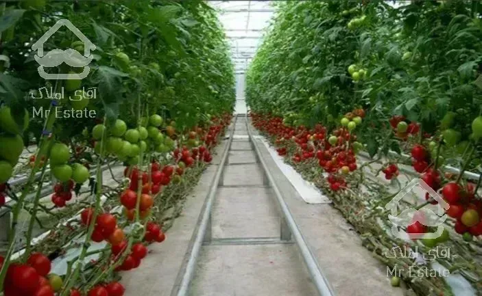 متقاضی خرید گلخانه در شمال