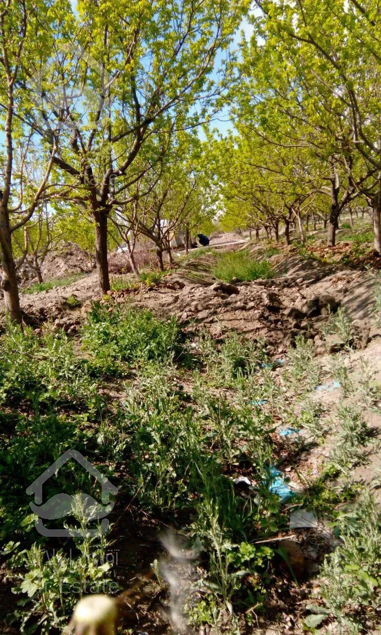 باغ میوه / زمین / باغ ویلا