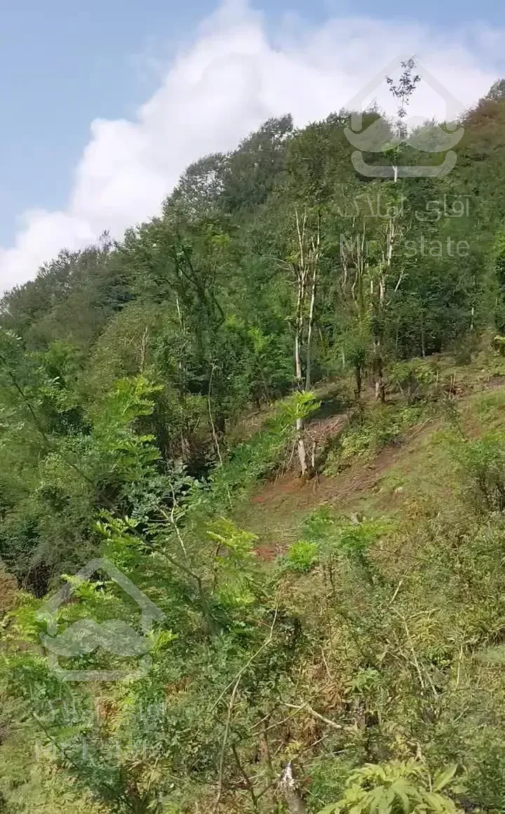 زمین و ویلاجنگلی  روستای برند سیاهکل