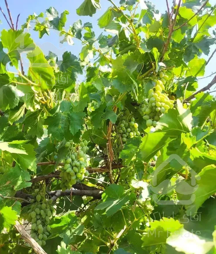 ۵۰۰ متر باغ ویلا  فوق