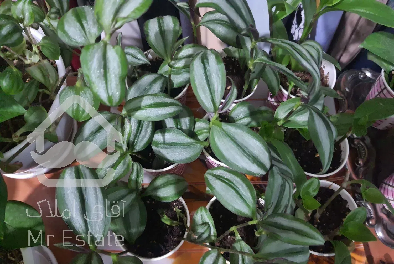 گل و گیاه طبیعی