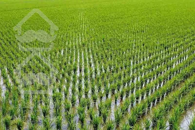 32 هکتار زمین مزروعی با مدارک کامل در شهرستان شفت