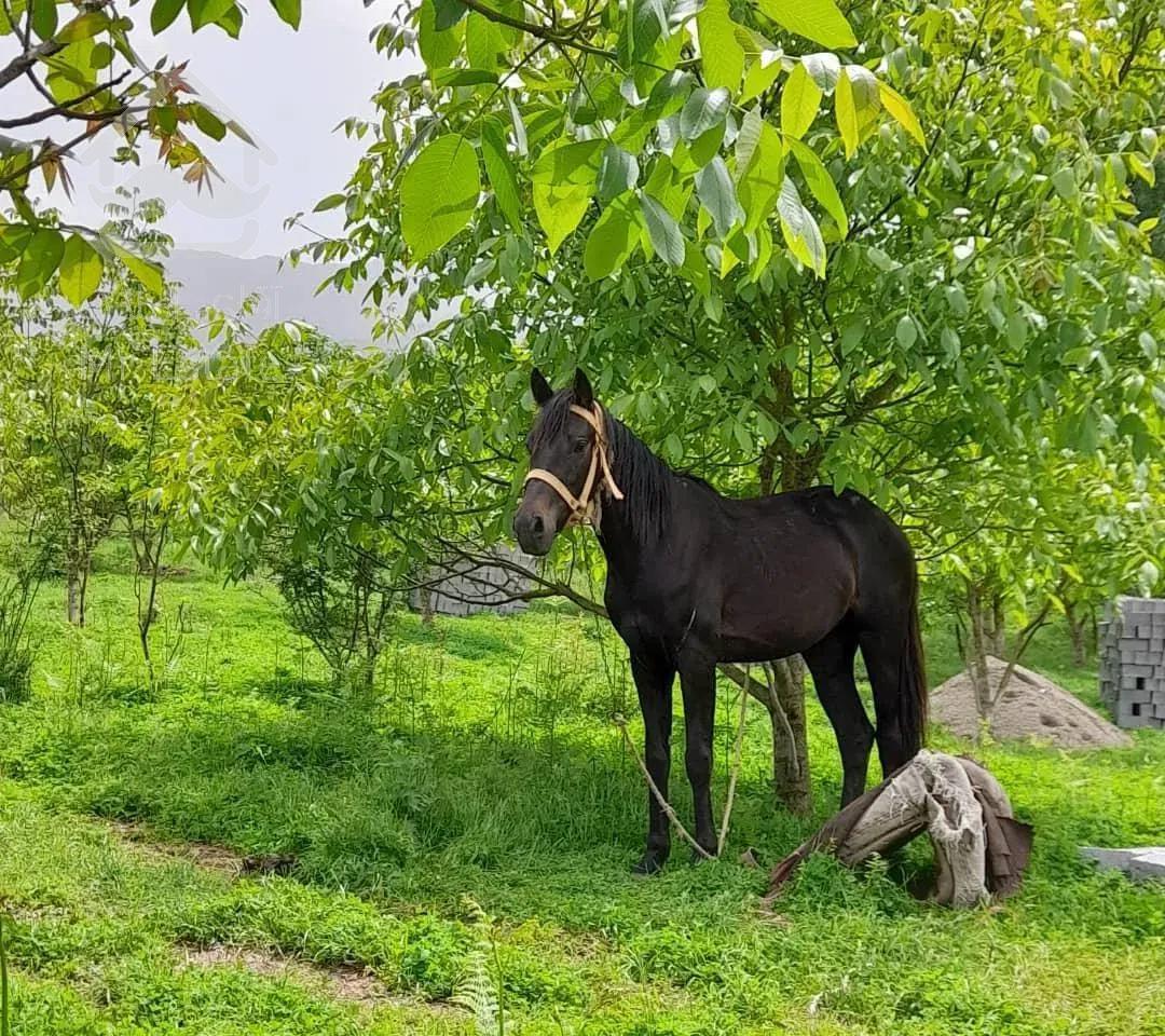 کلبه جنگلی چوبی سنتی منطقه فیلبند روستای تیار