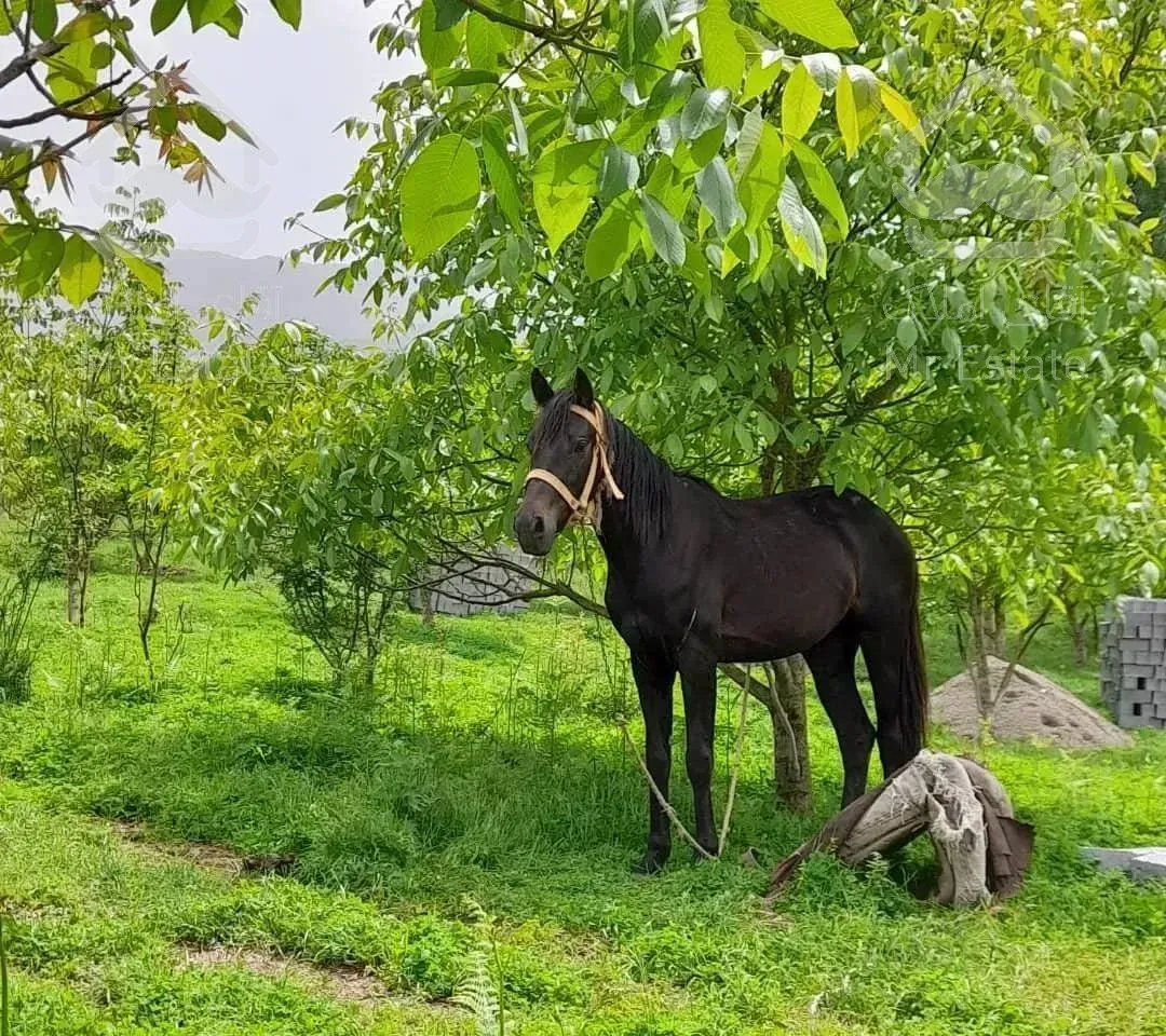کلبه جنگلی چوبی سنتی منطقه فیلبند روستای تیار