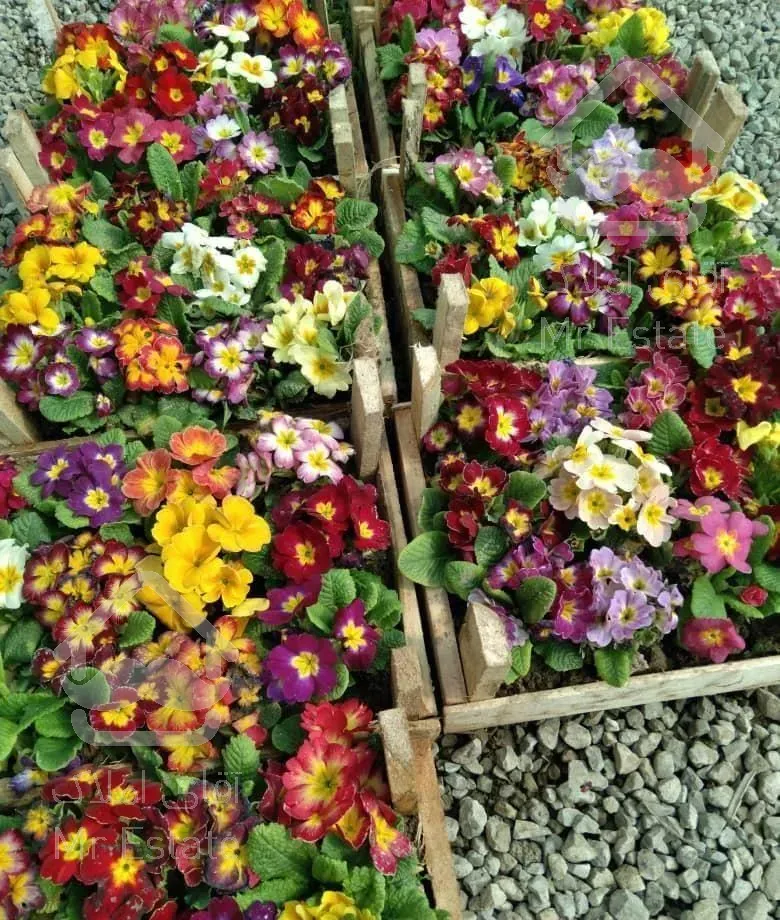 باغبانی وسمپاشی پردیس  گیلاوند رودهن دماوند