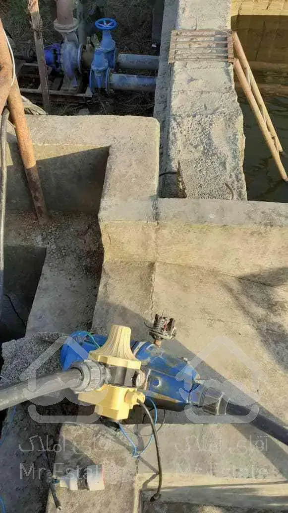 باغ کیوی سند دار پرمحصول