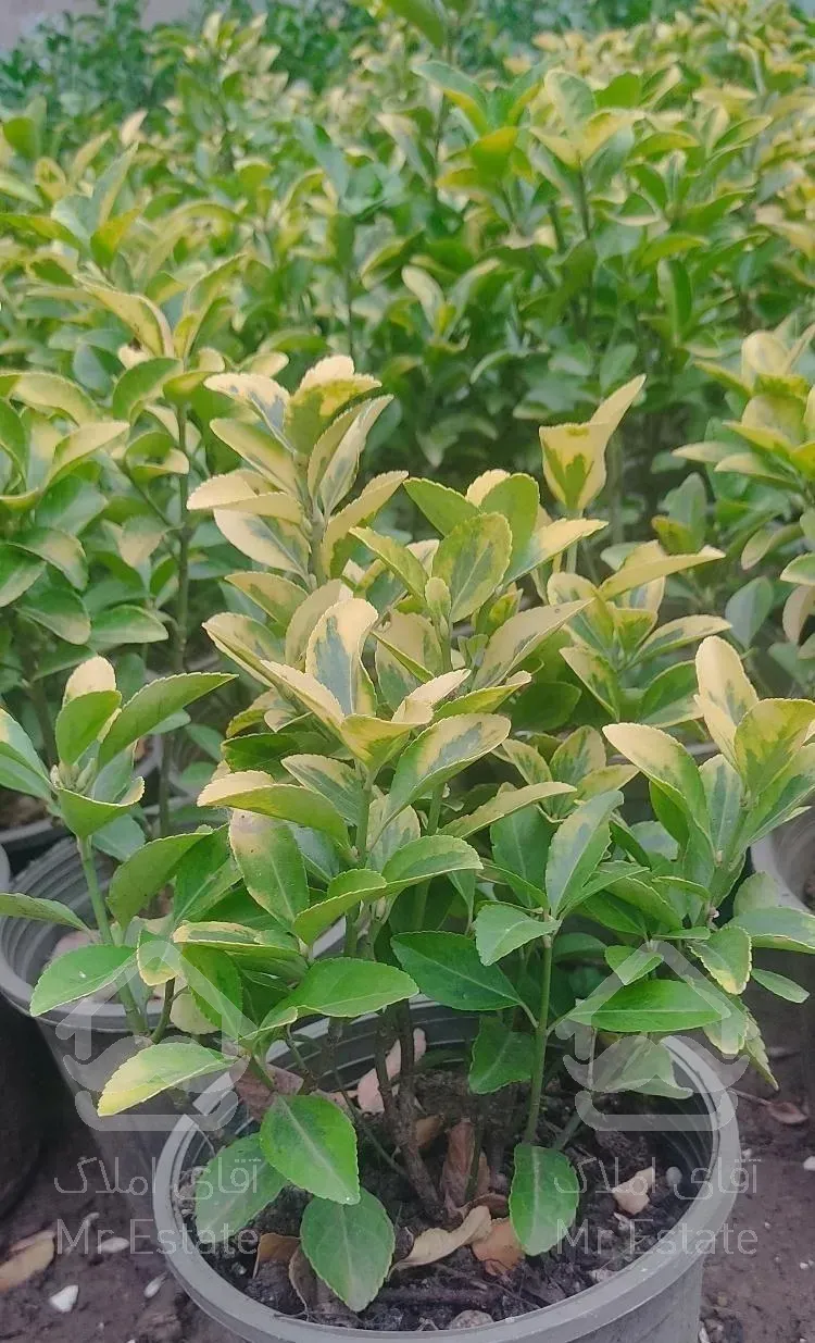 گل و گیاه طبیعی،شمشاد طلایی ، چمن (یال اسبی)