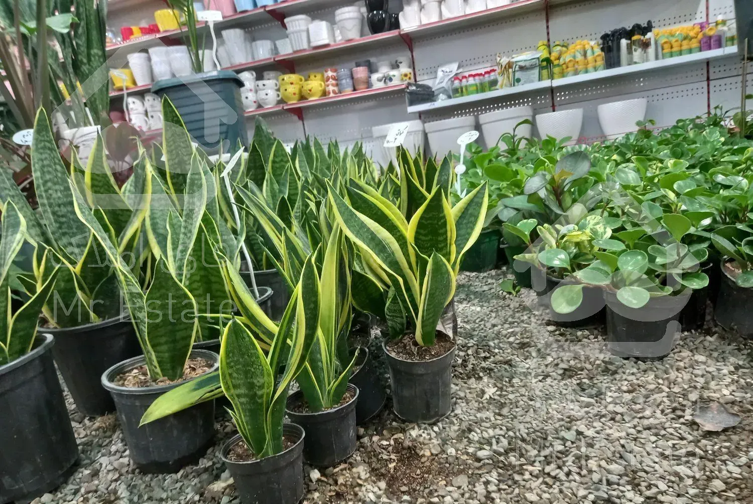 سمپاشی باغبانی درختکاری نوین