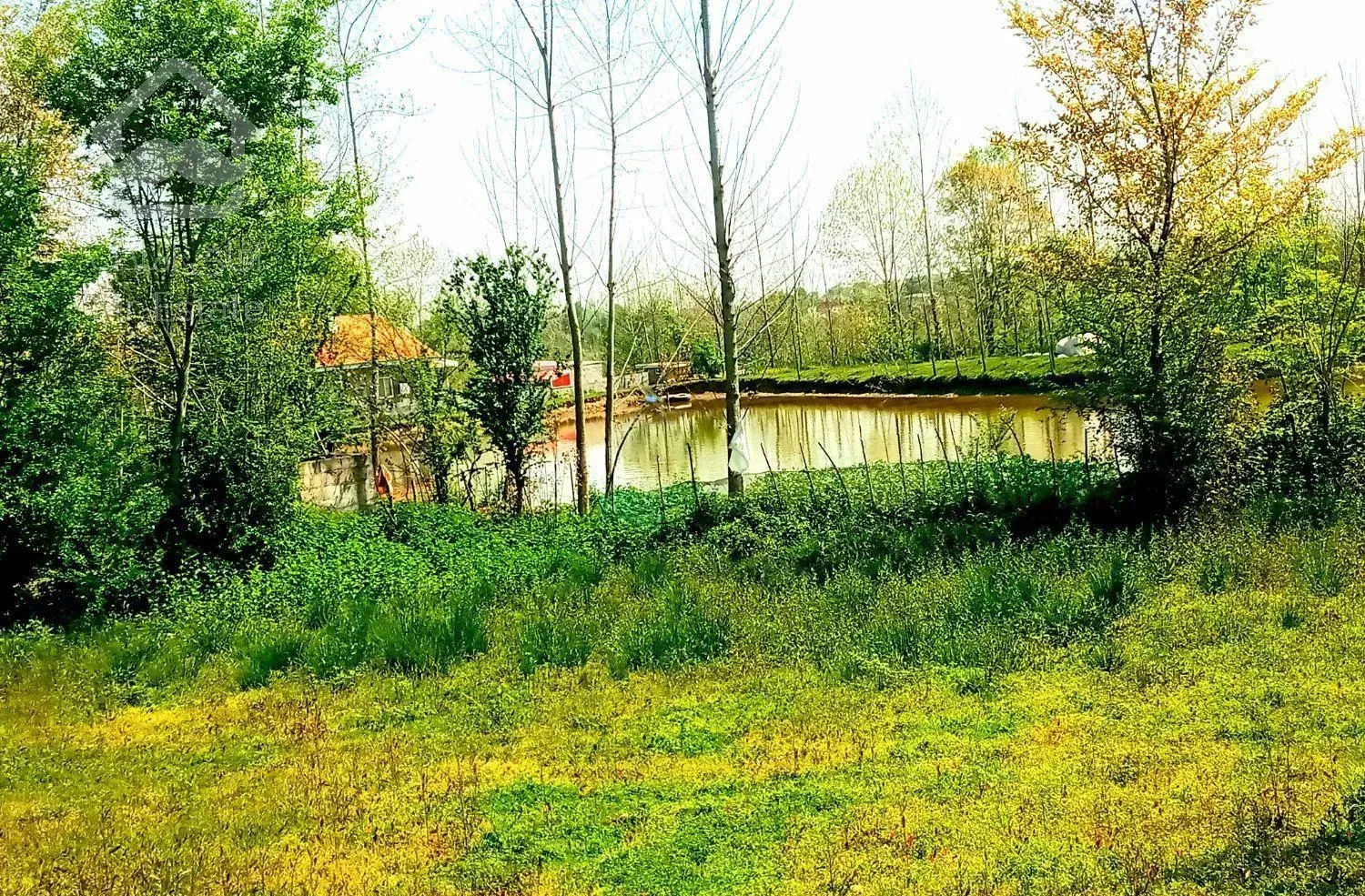 فروش خانه و محوطه همرا با شالیزار