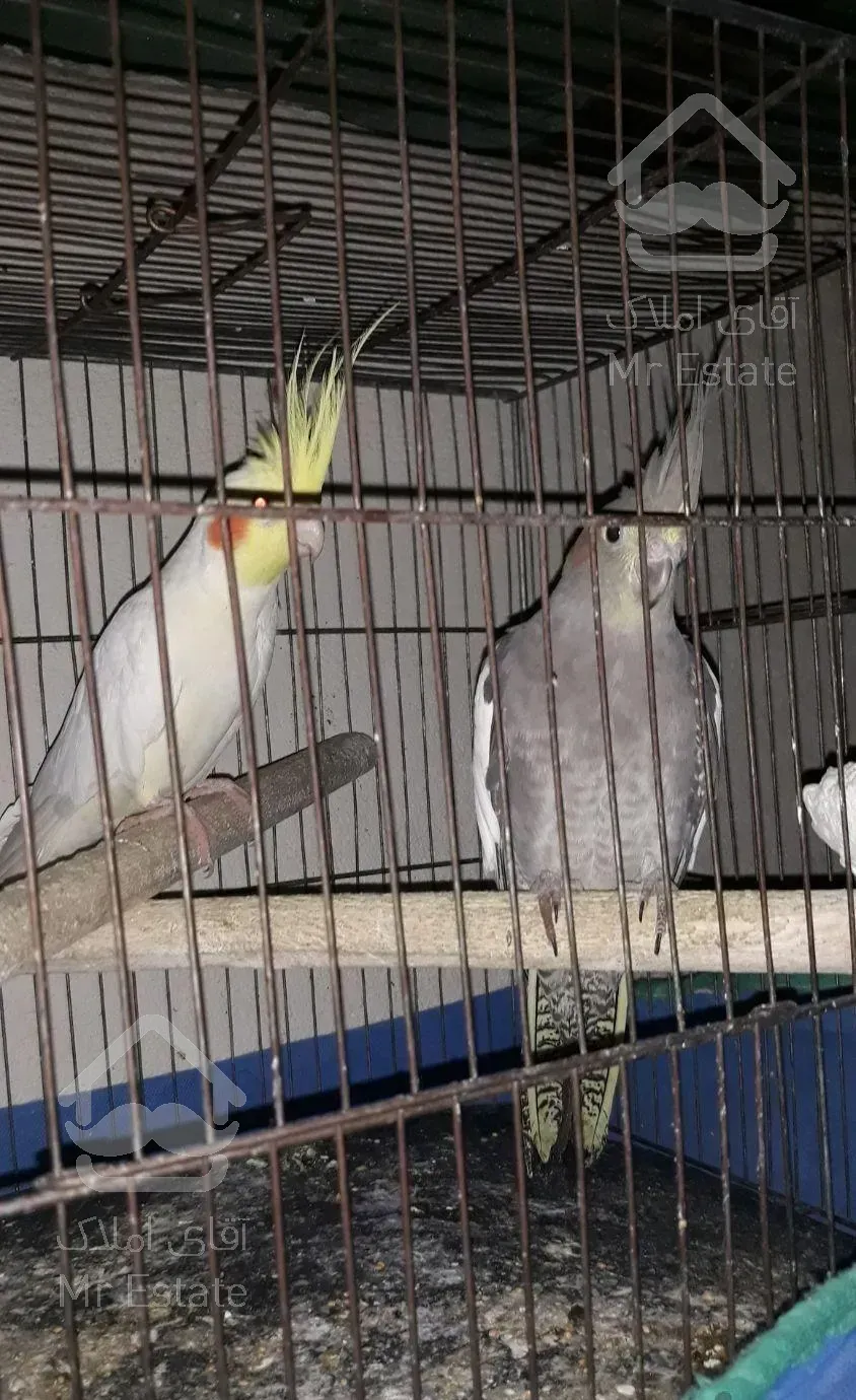 برق کشی شیر آلات تعمیربخاری و