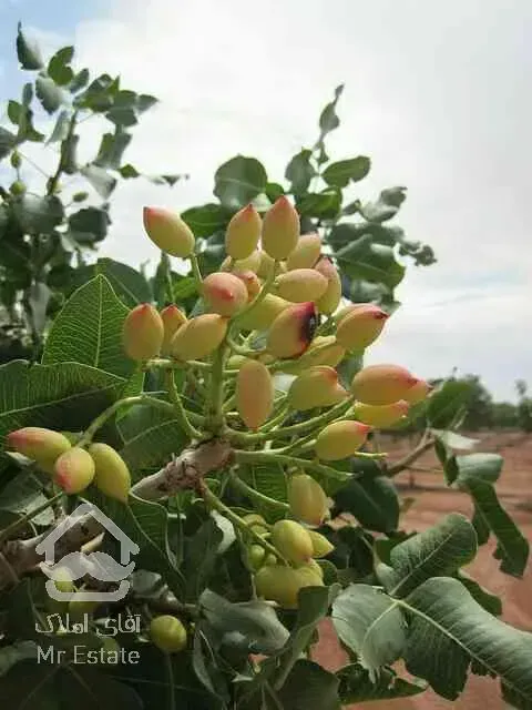 باغ پسته و درختان میوه بهمراه امکانات