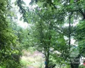 کلاردشت لاهو 1700متر زمین 200متر بنا