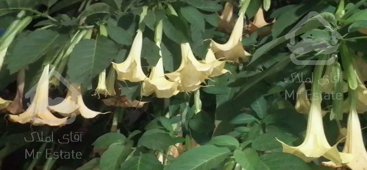 رزرو ویلا جنگلی دو خوابه  تعطیلات نوروز