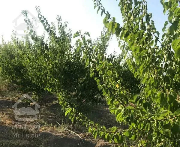 باغ با درختان سر سبز