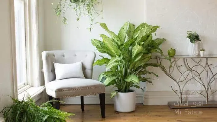 گل لیندای بزرگ باگلدان