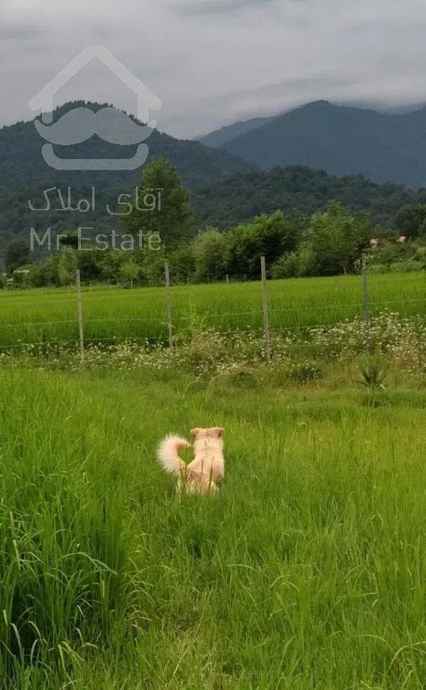 اجاره کلبه درماسال با چشم انداز سبز