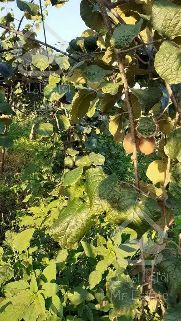 باغ کیوی سند دار پرمحصول