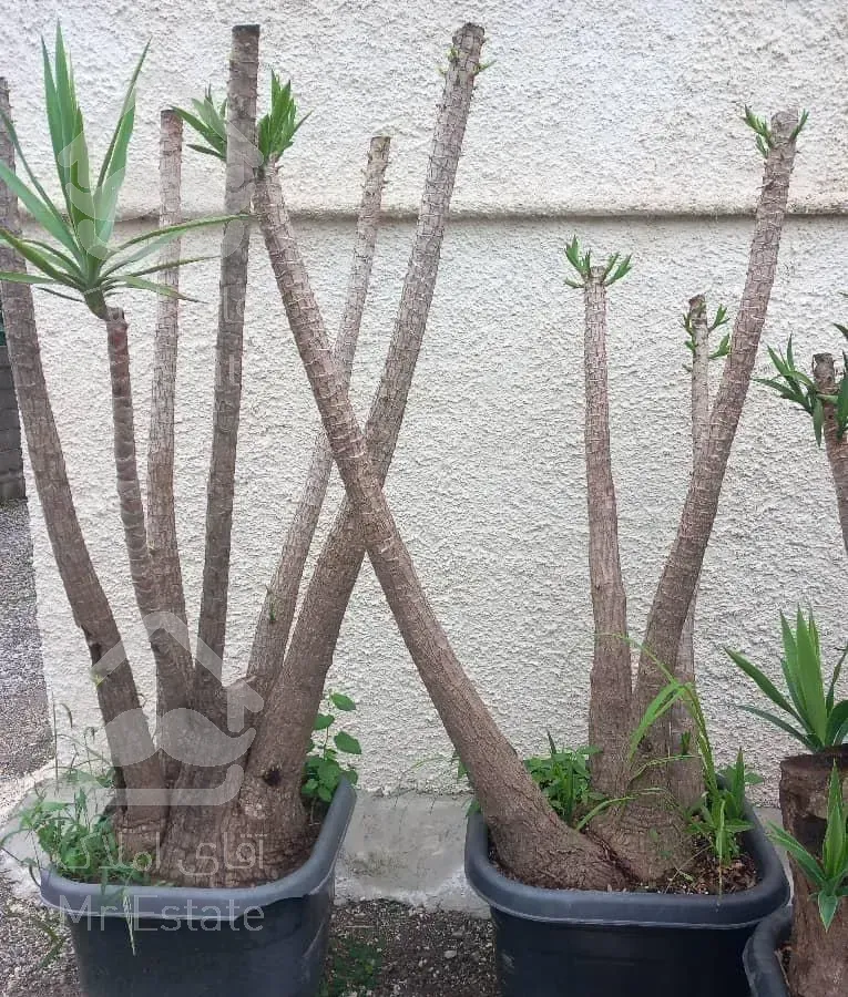 طراحی و دکارسیون داخلی فضای سبز  و محوطه سازی