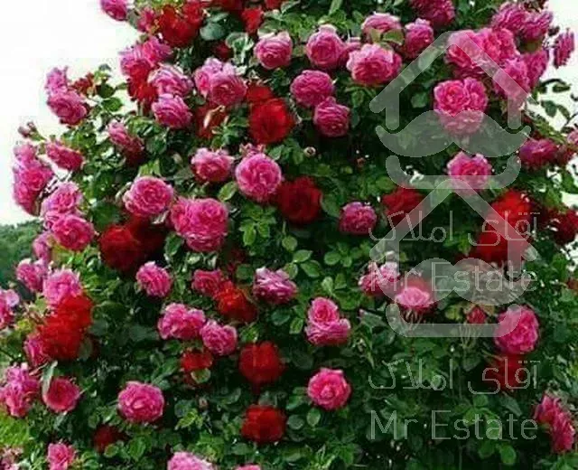 محوطه‌سازی‌.استخر.فضای‌سبز.