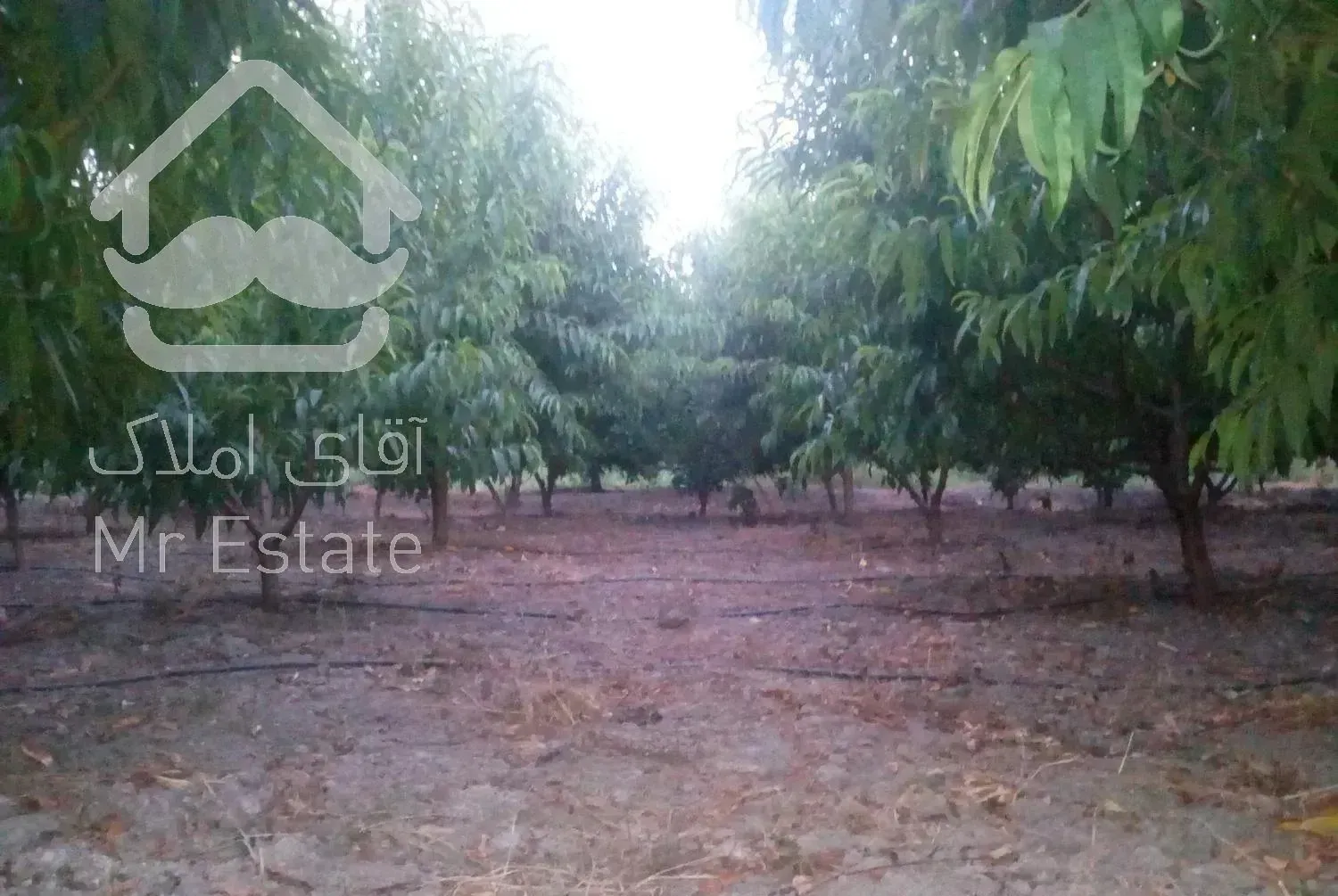 فروش باغ هلو...