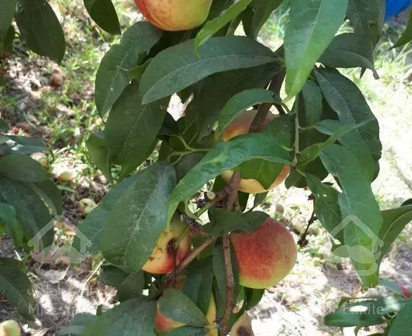 ویلاباغ۱۷۵۲متر با امکانات و سند تک برگ سهیلیه