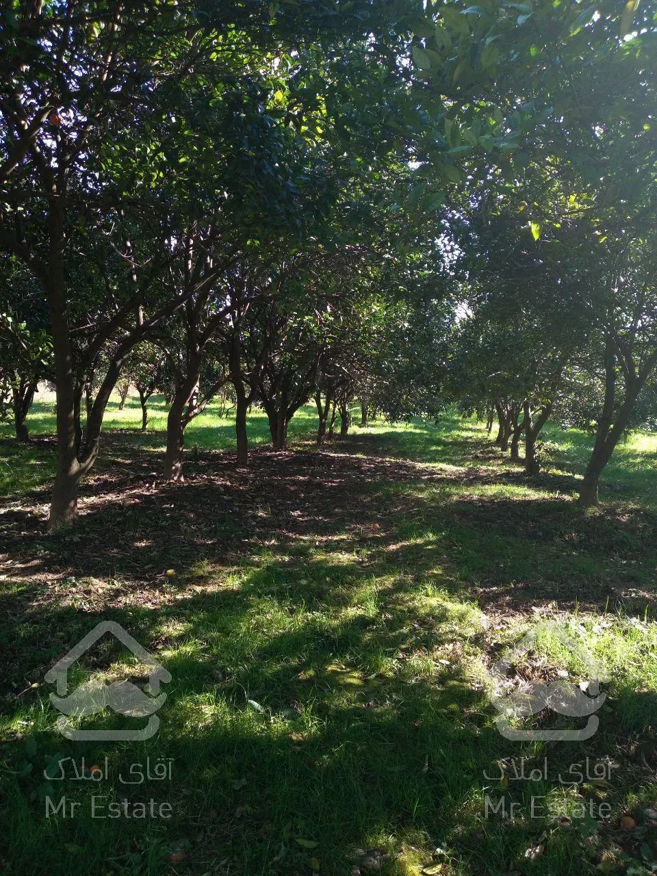 فروش باغ مرکبات لوکس،دارای یک جواز و چسبیدا به بافت