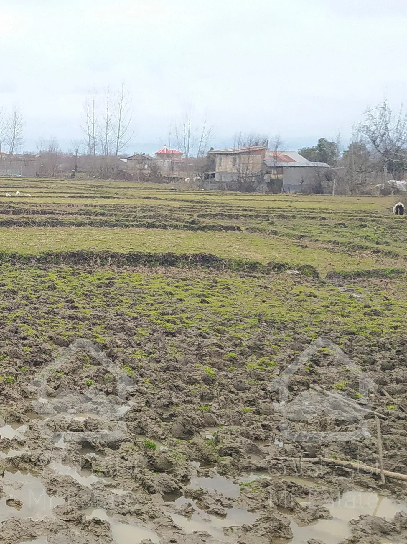 زمین مزروعی مناسب سرمایه گذاری