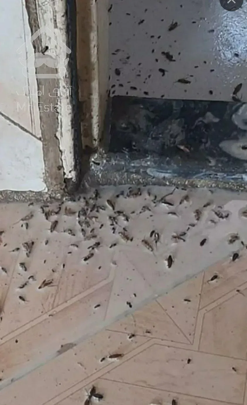 سمپاشی  سوسک ساس کک بید موریانه مورچه موش و....