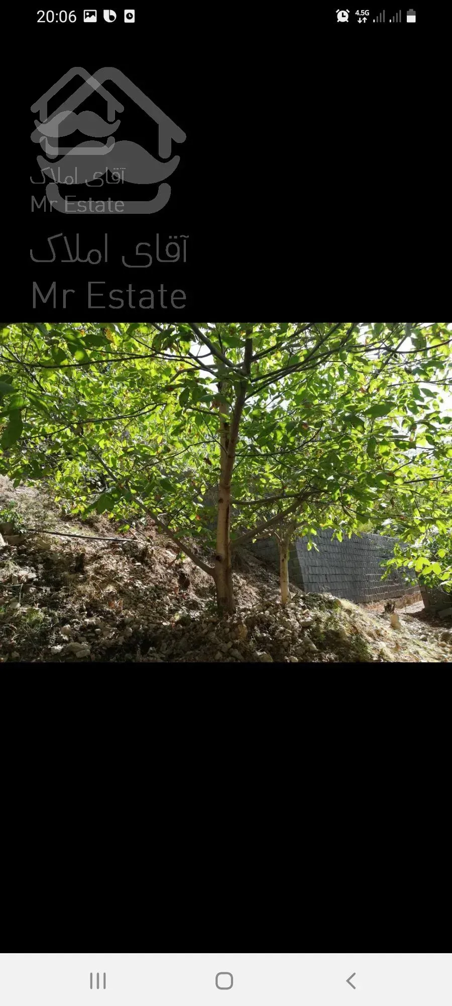 باغ گردو در روستای امیری آمل