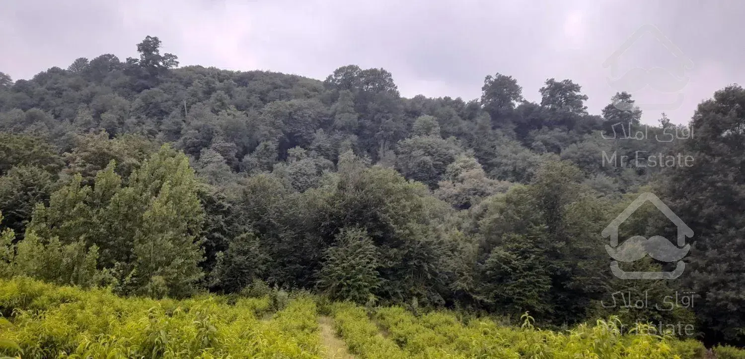 اجاره ویلا جنگلی۳۰۰ تا جنگل۳۰ک تا دریا