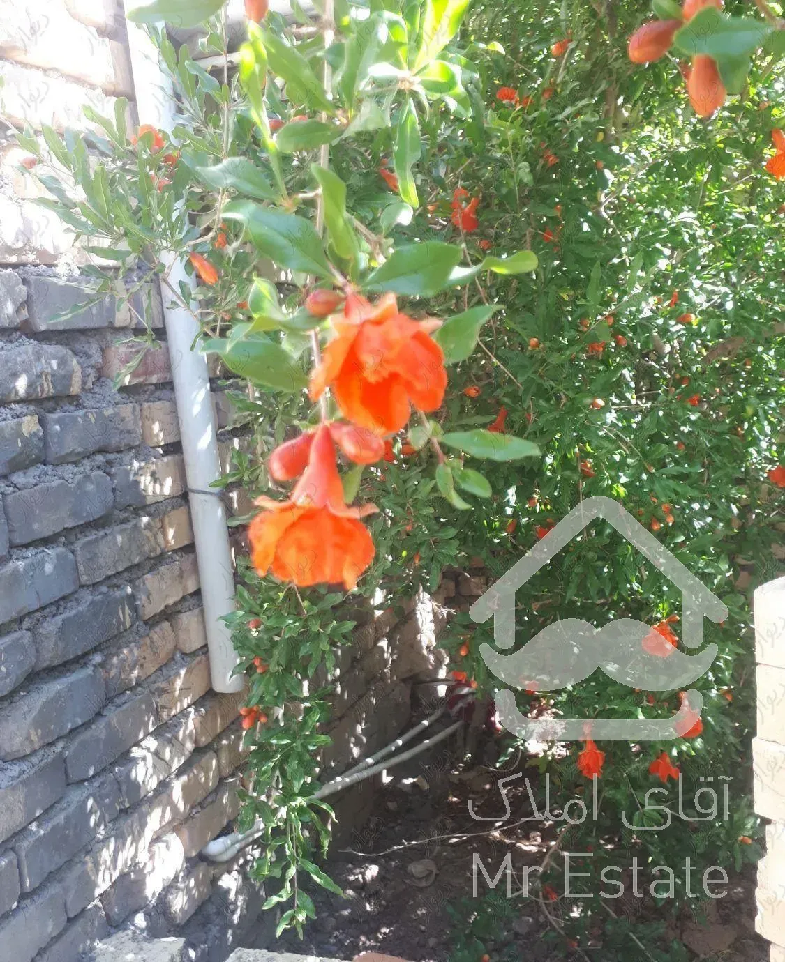 سوئیت و خونه باغ اجاره برای زائرین